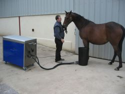 Thoroughbred Broodmare, Katerine, enjoying CET Mini-Spa® Therapy.