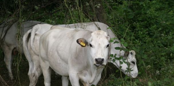 Perché scegliere un recinto Badi Farm