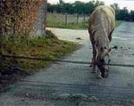 Kit Road Gate - il cancello sulla strada